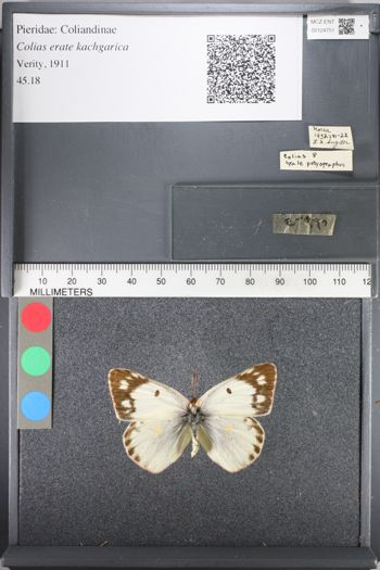 Media type: image;   Entomology 124751